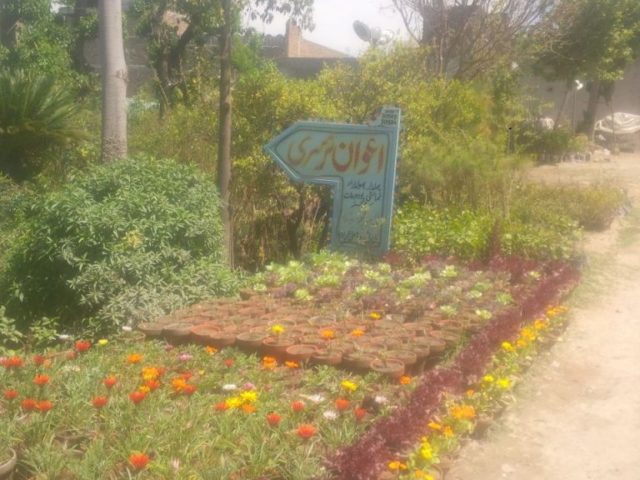 Awan Nursery Haripur